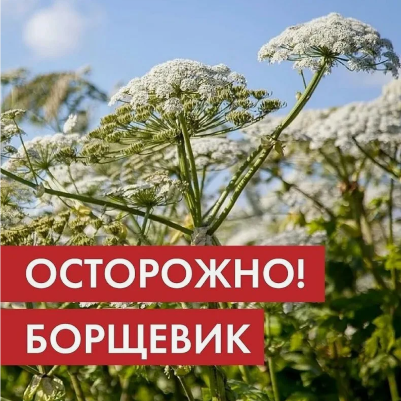 Месячник по профилактике правонарушений «Осторожно! Борщевик!».